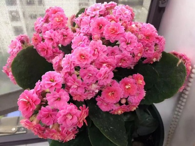 长寿花好多白粘物咋办,长寿花上的白虫子怎么治