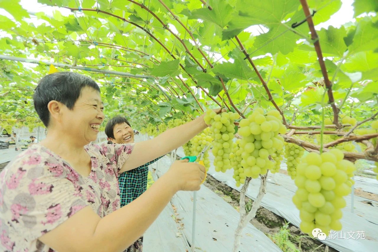 萄益彭山,乐活百年