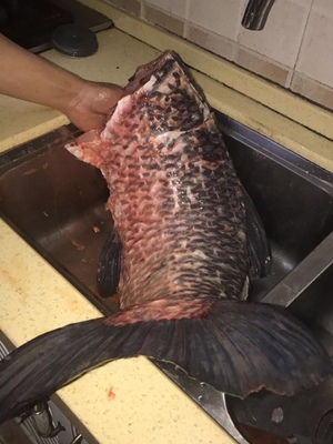 原来钓鱼如此简单,原来钓鱼非常简单