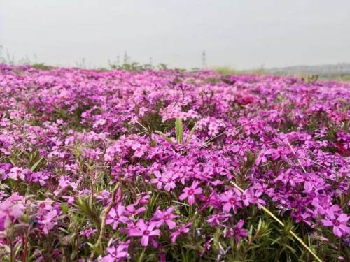 西安的夏天是什么颜色的,西安的春天有多美