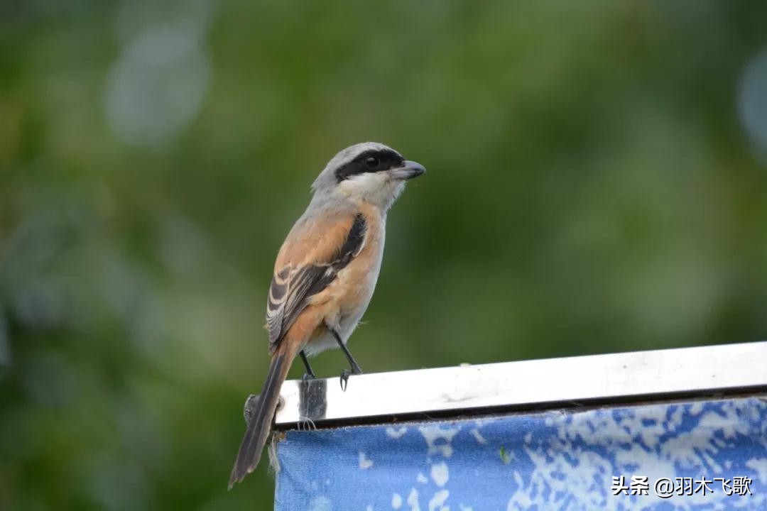 观鸟入门,观鸟小贴士