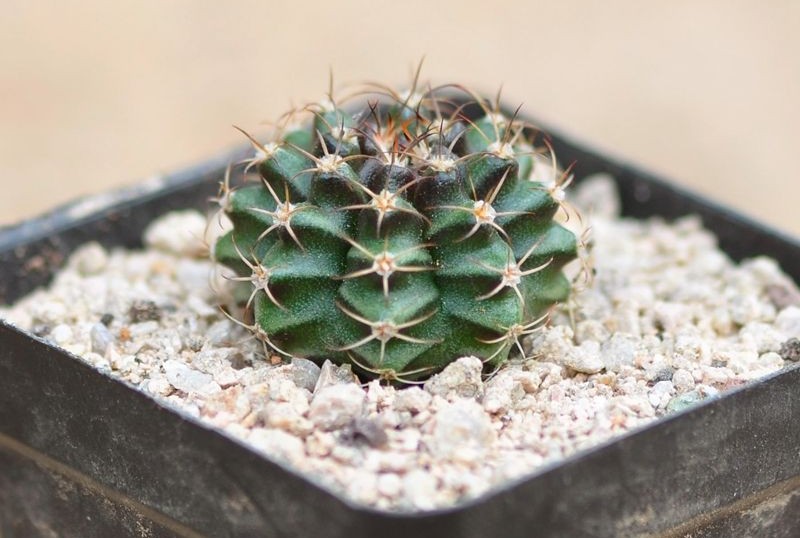 101仙人球,101个仙人球品种