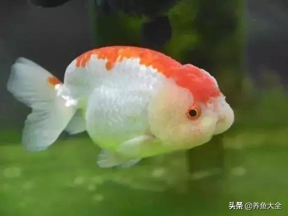 养鱼大神都养什么鱼,鱼缸养鱼都有哪些鱼