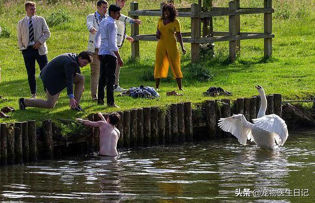 当“村霸鹅”前往英国,会不会有另一副景象?鹅:现在请叫我国霸