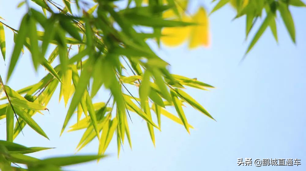 深圳八大主题公园免费开放,深圳遛娃50个必去的主题公园