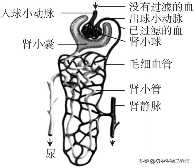 中考生物复习要点速记（人教版）第四单元生物圈中的人