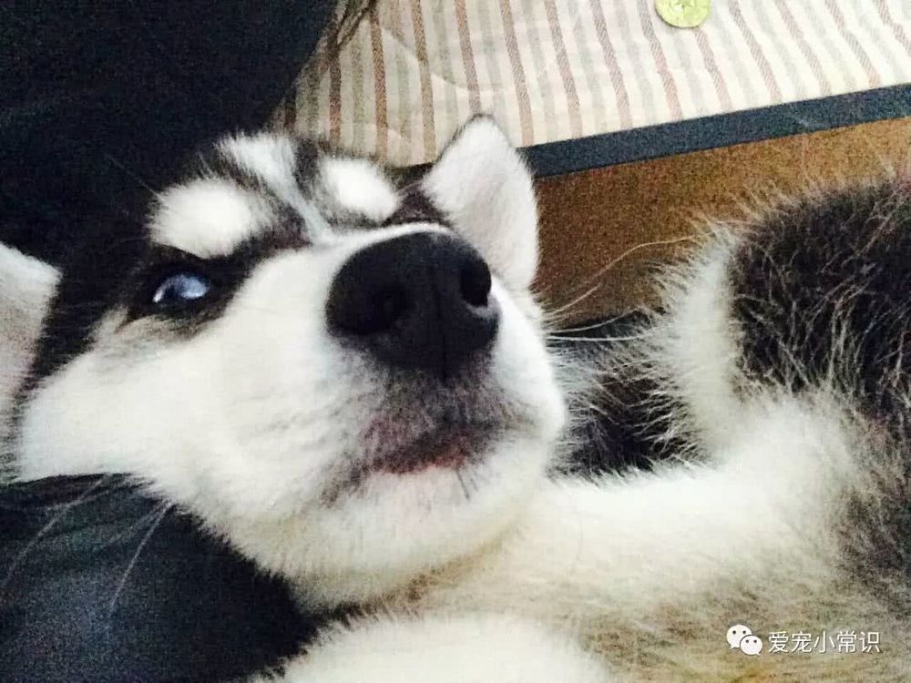 你所不知道的哈士奇,西伯利亚雪橇犬哈士奇多少钱一条