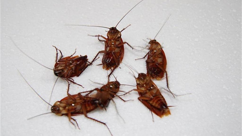 家里有蟑螂怎样消灭最彻底,家里蟑螂怎么消灭最彻底