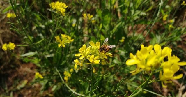怎么防止蜜蜂起蚁巢,春季蜜蜂为什么爱蜇人