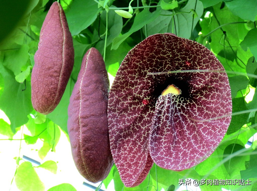 巨花马兜铃怎么繁育,巨花马兜铃图片大全