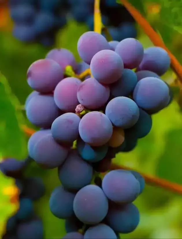 《赞竹》,散文秦兴/文