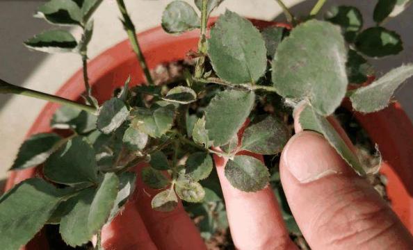 养花怕积水怎么办,养花怕黄叶怎么办