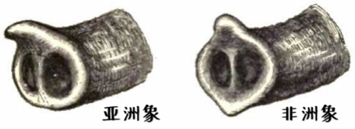 小学问｜集合啦！麦粒鸟教你搞对「象」啦！