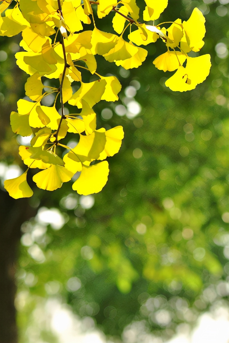 关于银杏叶秋天意境的诗句,十二首有关银杏的诗词