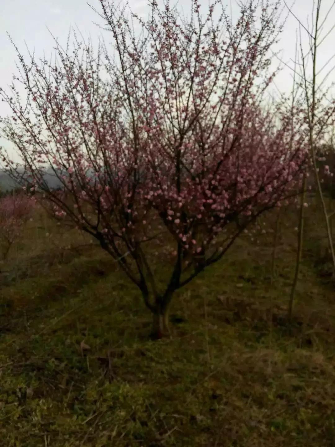 「苗木通新晋会员」湖州陈春耕：细节具体、价格适中、售后保障