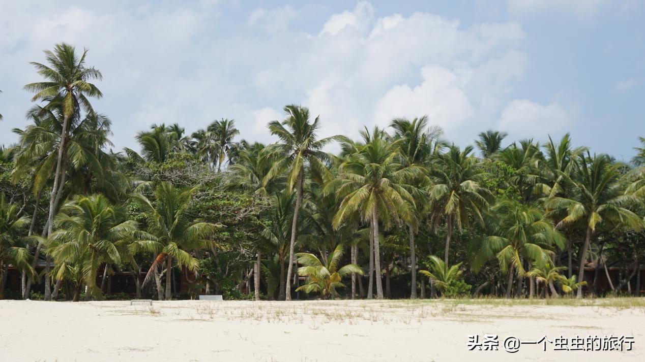 海口东郊椰林,东郊椰林的椰风摇曳