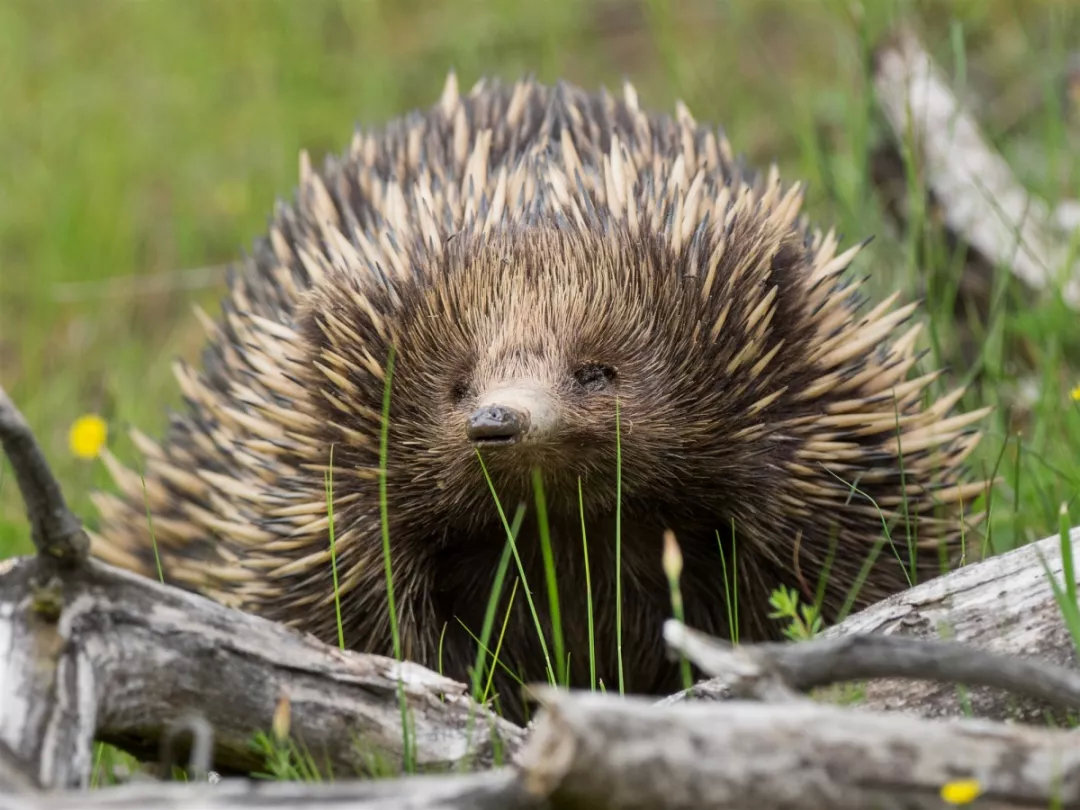 有袋动物只有澳洲有吗,有袋动物小科普