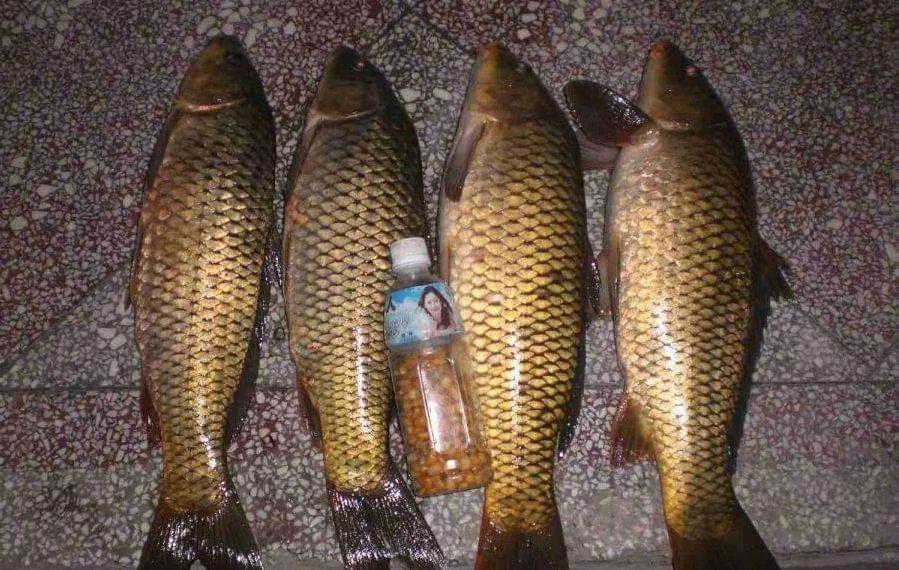 避小鱼技巧,避小鱼的垂钓方法