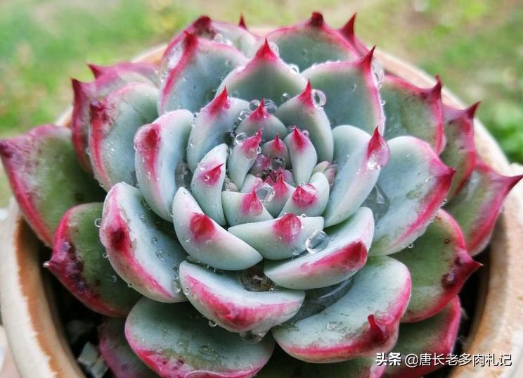 多肉吉娃莲怎么爆头最快,多肉吉娃娃叶片薄怎么办