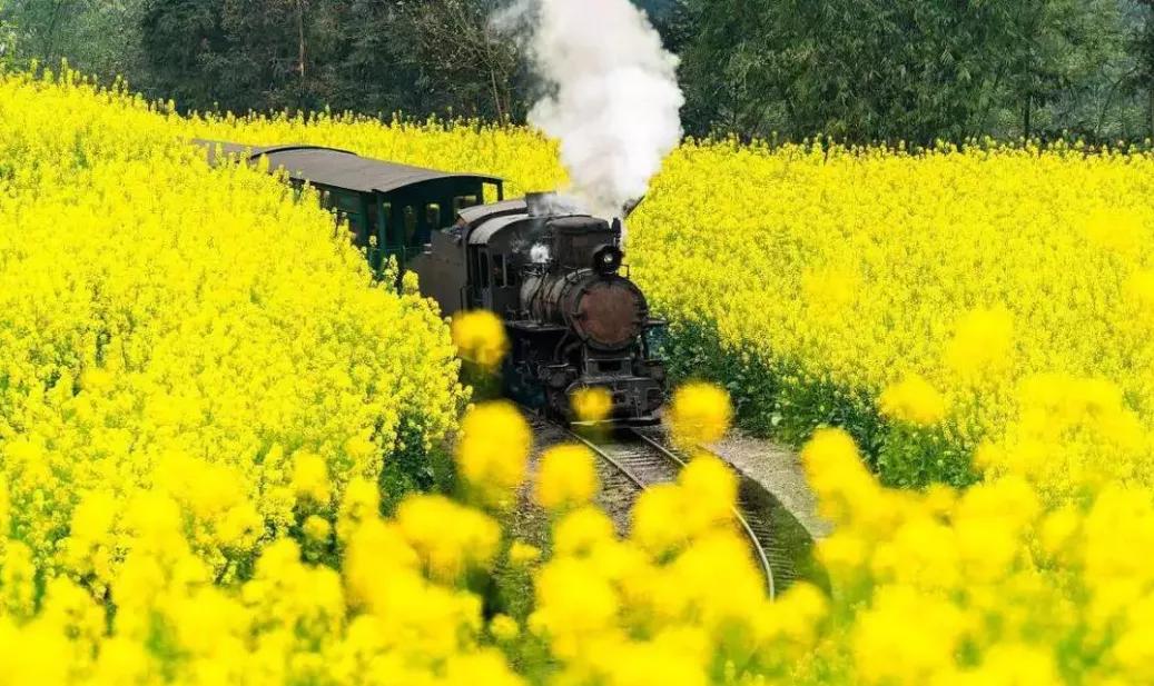 3月川西惊艳了所有人,千树万树梨花开川西