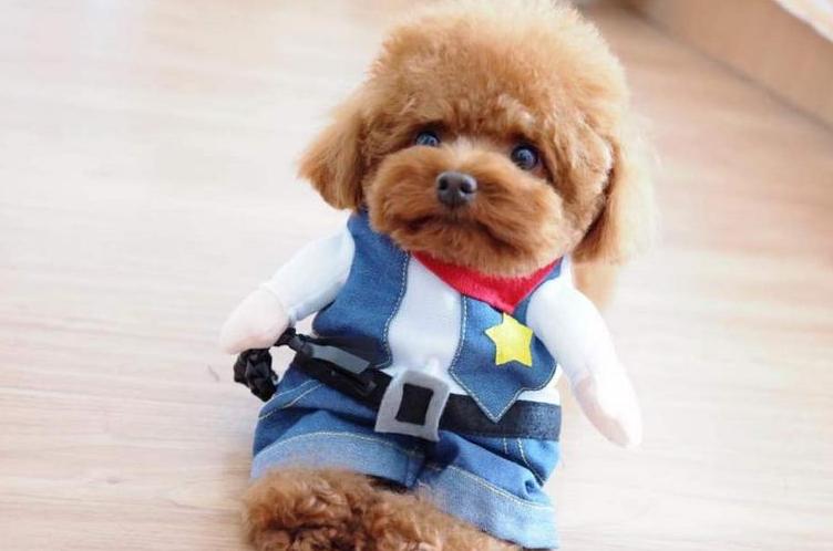 六个月泰迪需要补充什么营养,3个月的泰迪应该吃什么才有营养