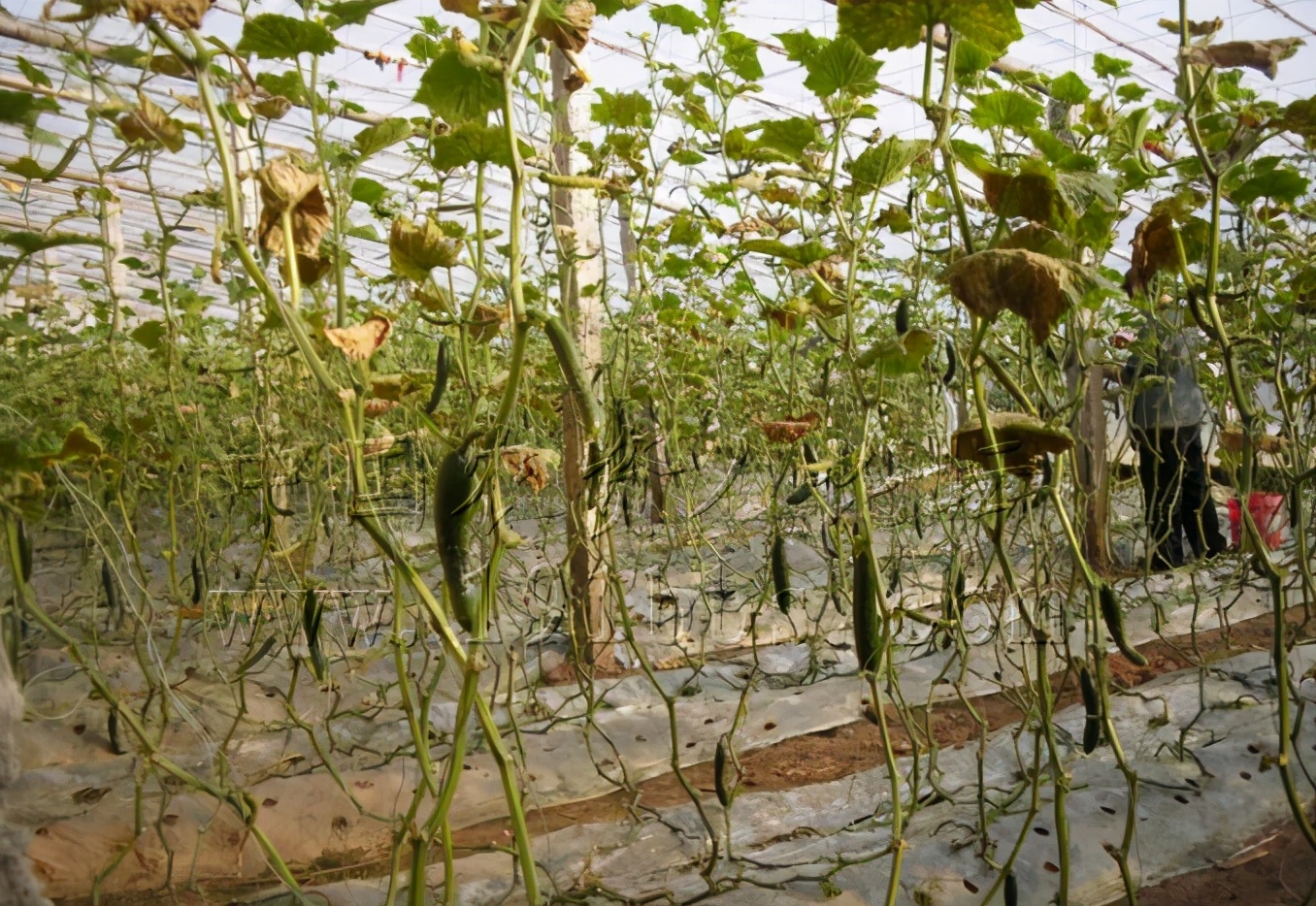 治疗靶斑的最好方法,黄点靶斑病防治