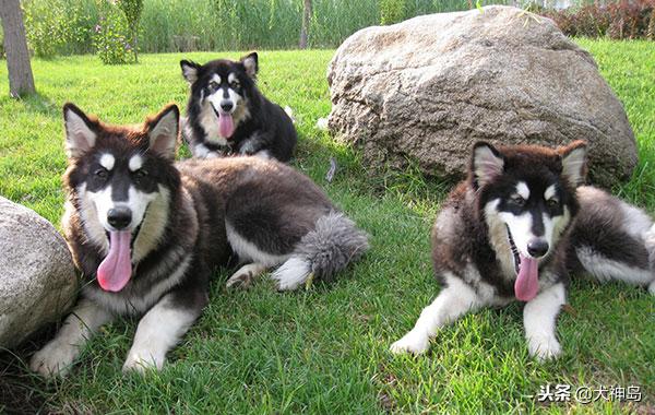 犬科叫兽阿拉斯加雪橇犬,阿拉斯加半岛有阿拉斯加雪橇犬