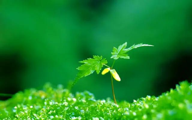 美篇里的优美文字,美篇里写作素材哪里找