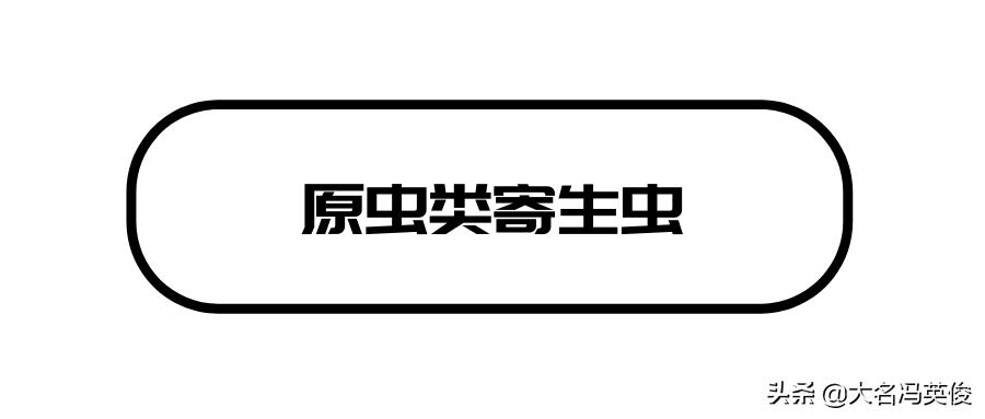 定期做驱虫就没必要担心,定时驱虫为什么还有跳蚤