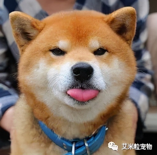 猫咪内驱虫的正确方法,狗狗驱虫和猫咪驱虫