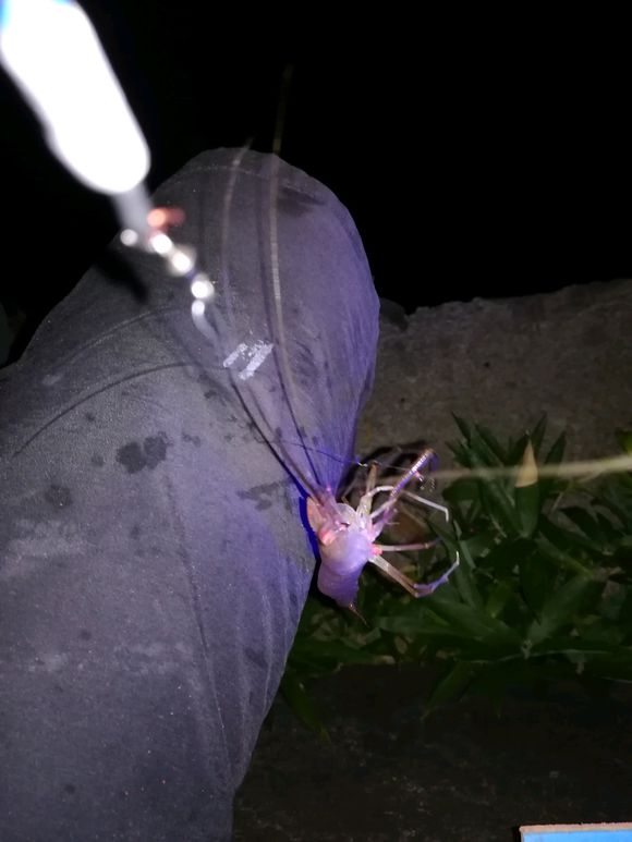 对付虾闹窝的绝招,防止虾闹窝