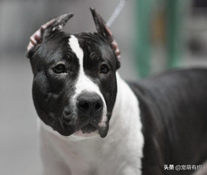 斯塔福犬和比特犬哪个厉害,斯塔福犬凶残排行