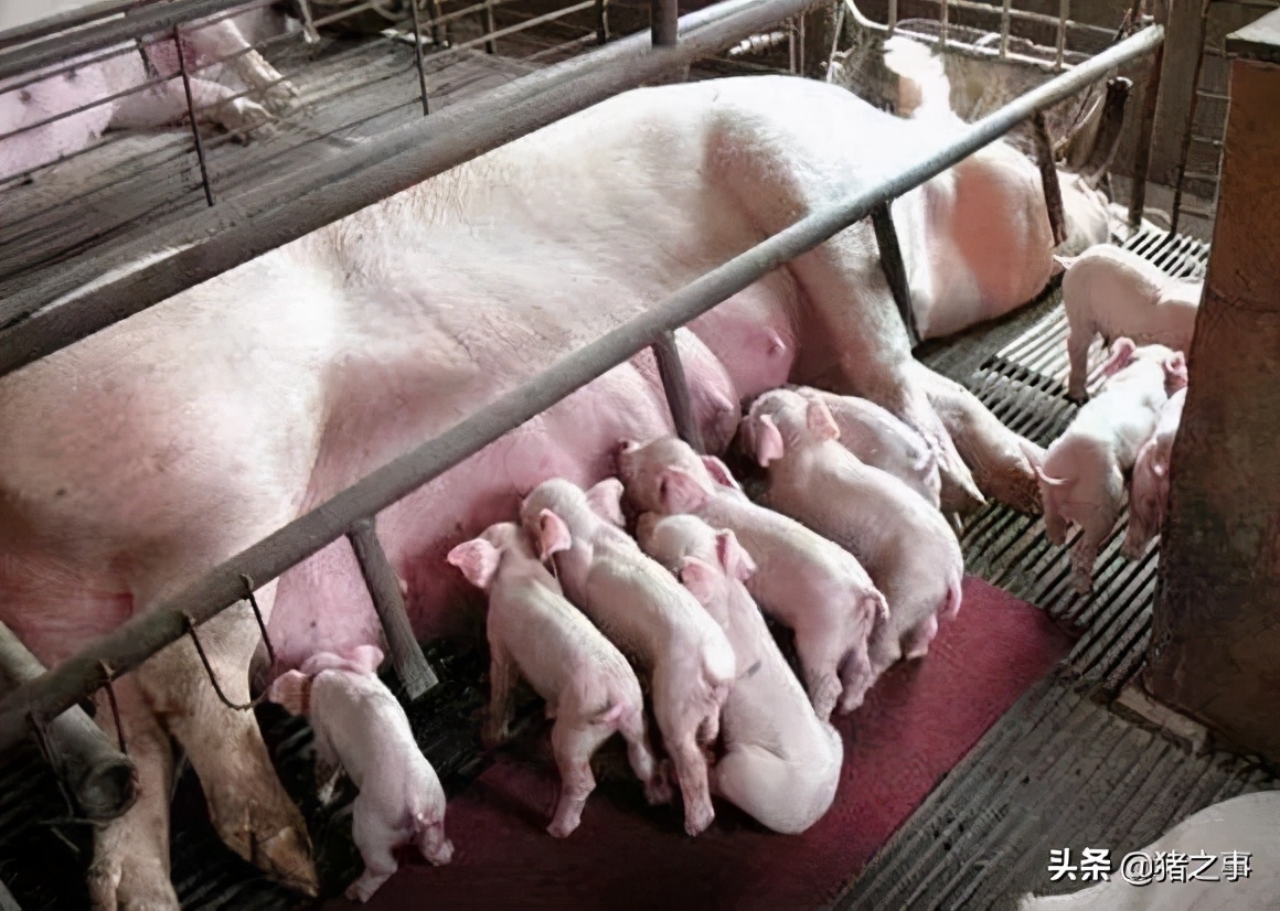 如梦初醒，母猪“产后消炎”就这么做，养好哺乳母猪不再难