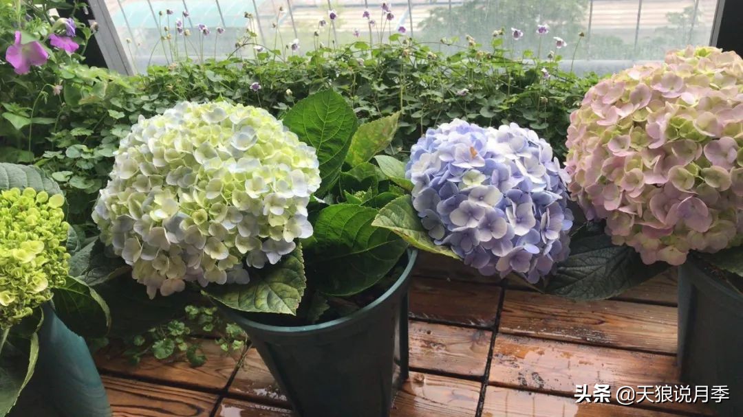 圆滚滚的绣球，瀑布般的花墙，这届花友也太会种花了吧