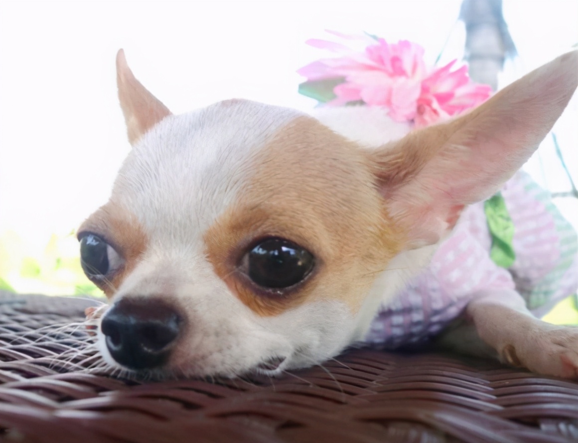 养吉娃娃的十大忌讳,吉娃娃十大忌讳