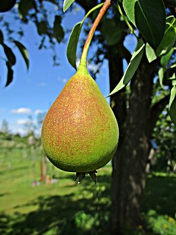 有4种能降血压蔬菜水果买来吃,什么水果干果降血压效果最好最快
