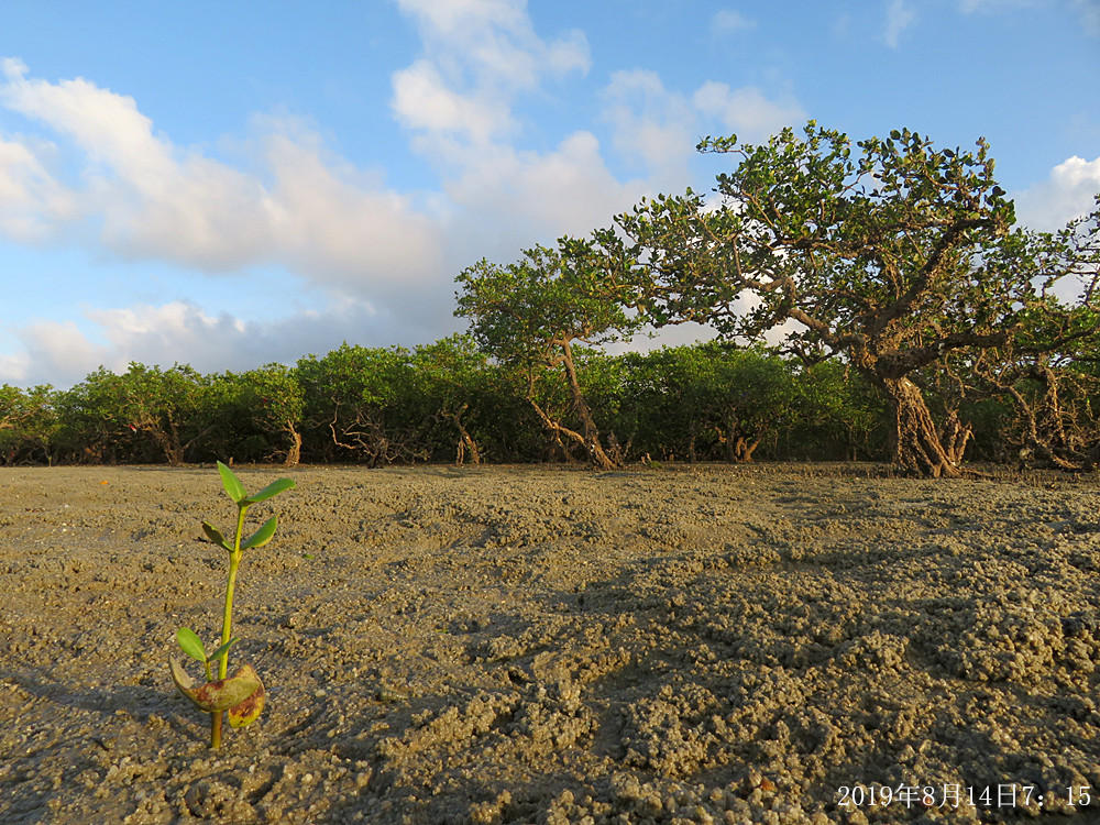 痛心!北海红树林不设防,任你踩任你挖