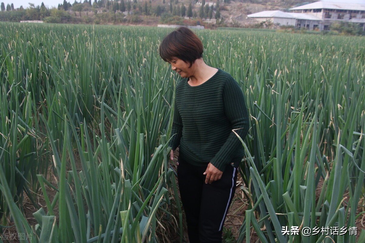 大葱怎么种植葱白长,种植大葱怎样才能快速发芽