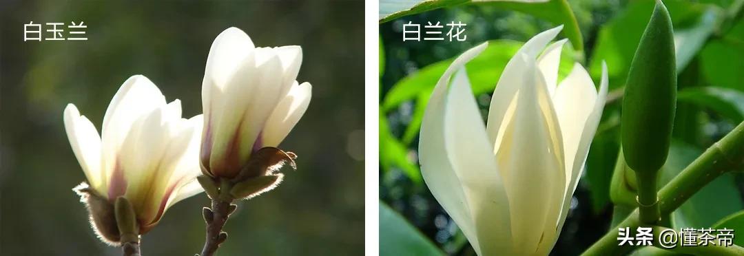 茉莉花茶都得用白玉兰花吗,茉莉花茶里面掺的是哪种兰花