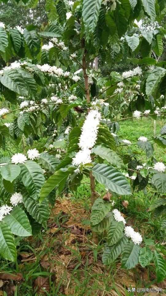 海南兴隆咖啡的特点,海南兴隆咖啡是什么咖啡豆