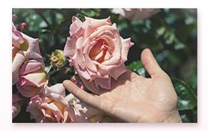 摩也大马士革玫瑰纯露怎么样,大马士革玫瑰纯露什么味道