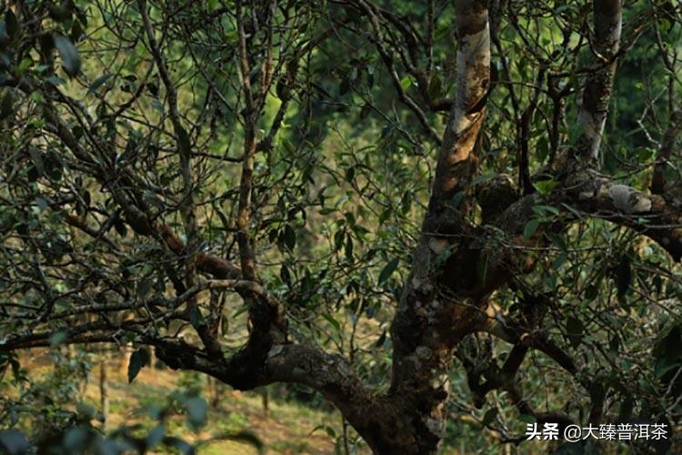 普洱茶冬茶的特征,普洱茶春茶情况