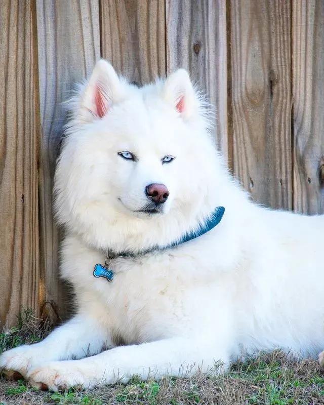 网友家的狗出门常被认错，二哈：“你才是萨摩，老子是哈士奇！”