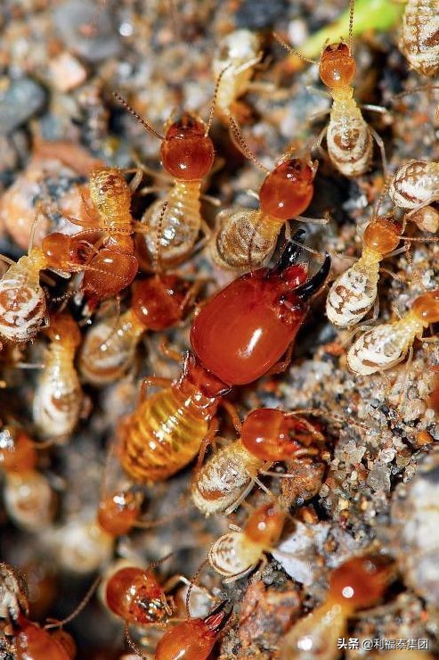 虫害和白蚁防治的专业设备,白蚁纷飞防治方法