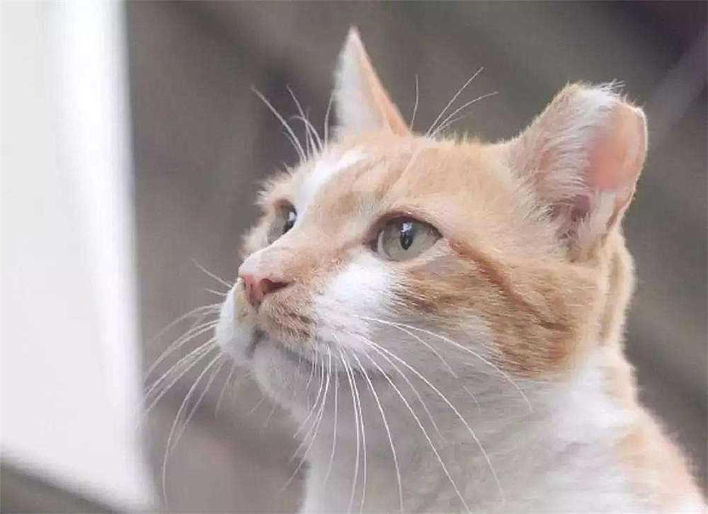 辟谣，剪流浪猫耳朵的都是坏人？需知这也是一种保护方式