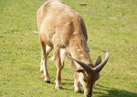 山羊养殖：不同类别的饲养管理，种公羊的管理要注重劳逸结合