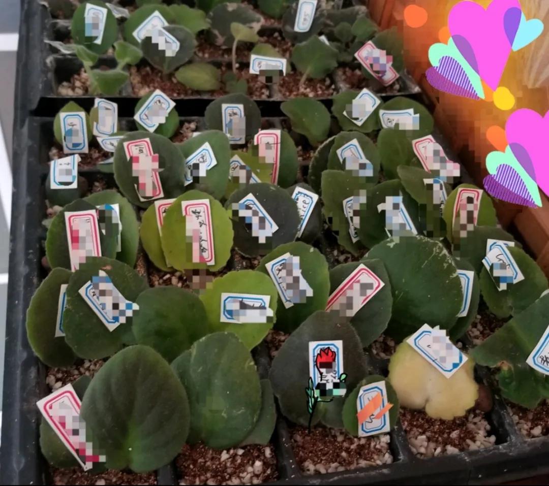 扦插花的养殖方法和技巧,养花扦插有妙招多肉