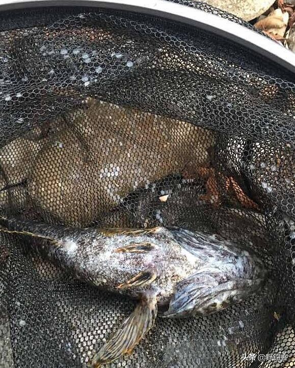 沙塘鳢可以作为观赏鱼吗,常见河鱼沙塘鳢