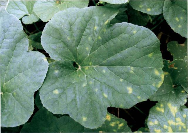 甜瓜霜霉病危害叶片减产严重，采取5项技术措施综合防治效果好