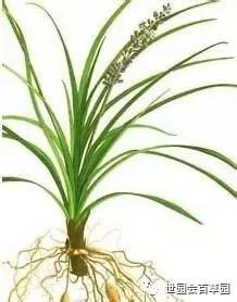 百草记|麦冬：集美貌与功效于一身的神奇中药